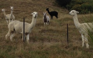 One of our goats thinks she is an alpaca!