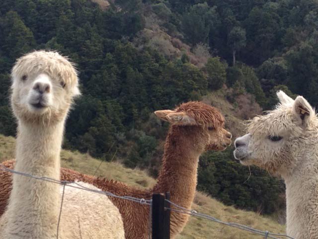 Alpaca Fibre for felting, Nelson